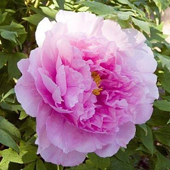 Пион древовидный 'Сэйдай' (светло розовый)