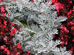 Цинерария приморская 'Сильвер Даст'