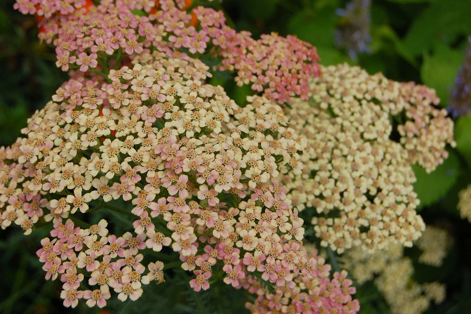 Тысячелистник обыкновенный (парковый) 'Саммер Пастель'