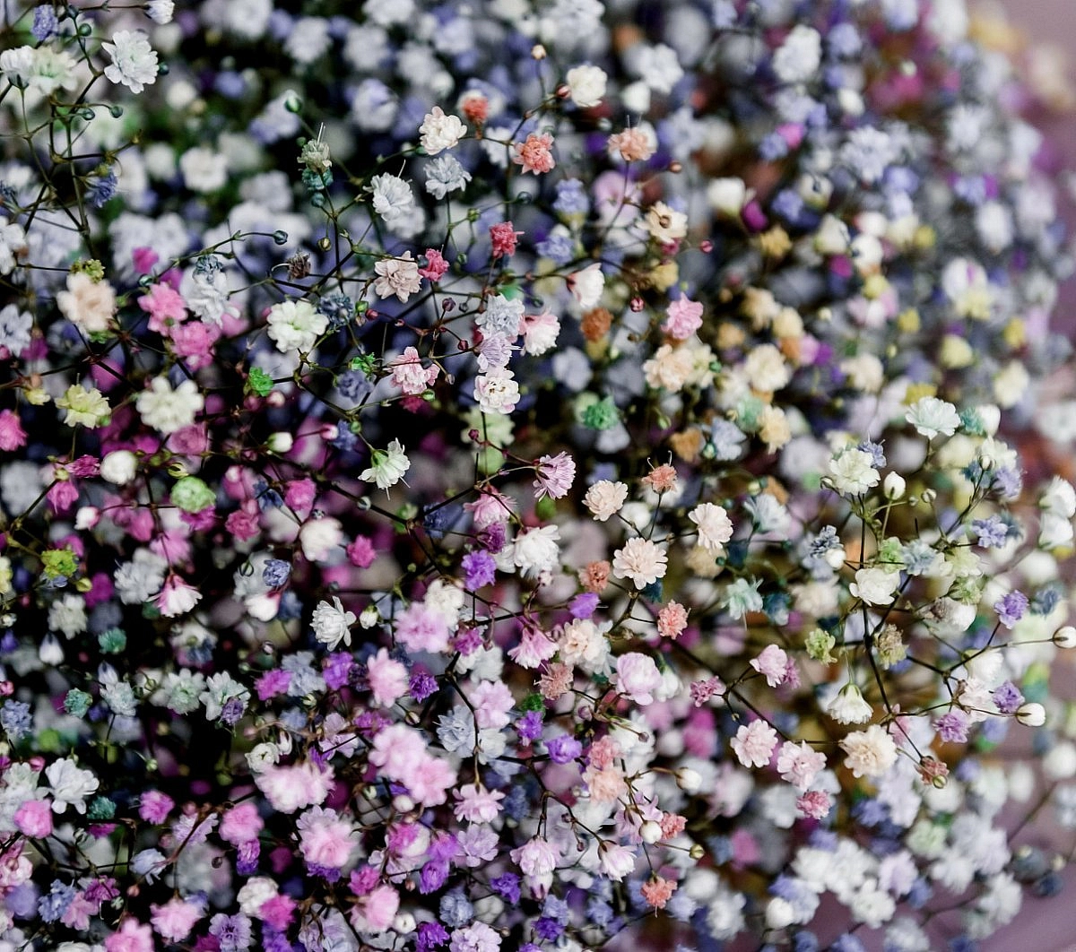 Семена Гипсофила