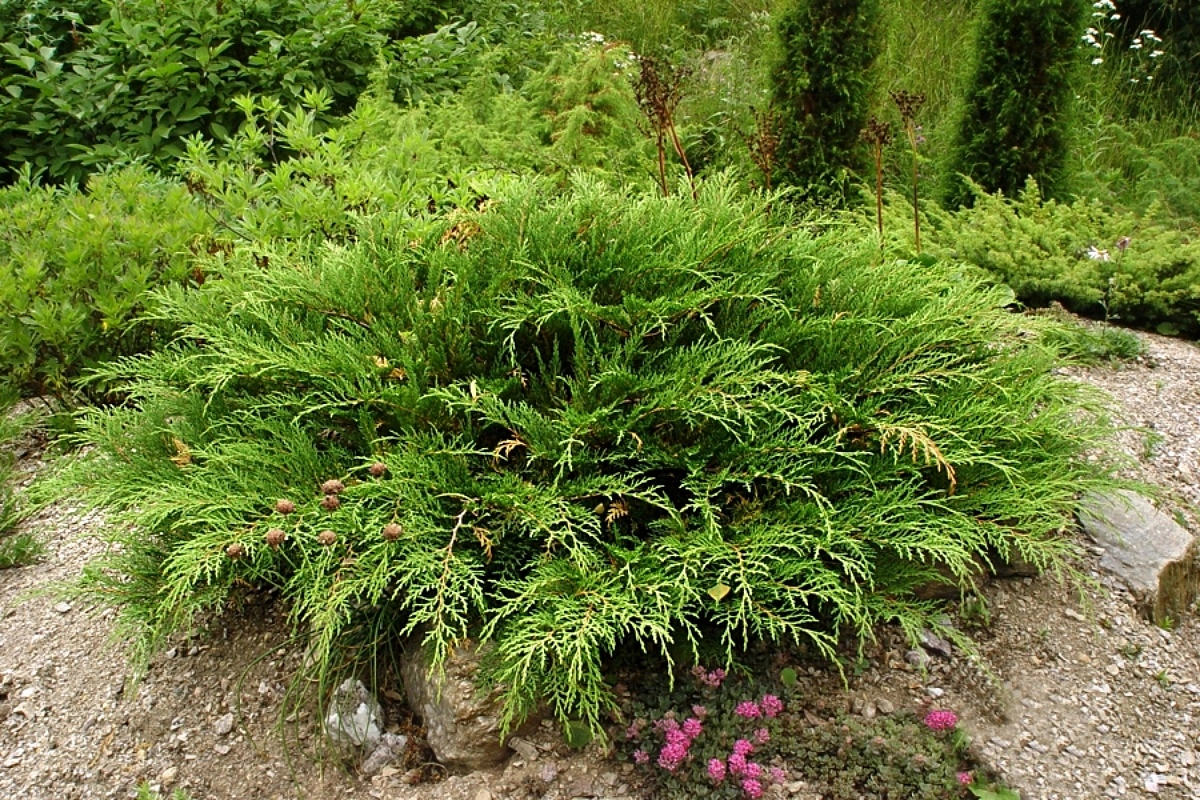 Микробиота перекрестнопарная 'Лукас'