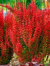 Барбарис Тунберга 'Ред Тауер'