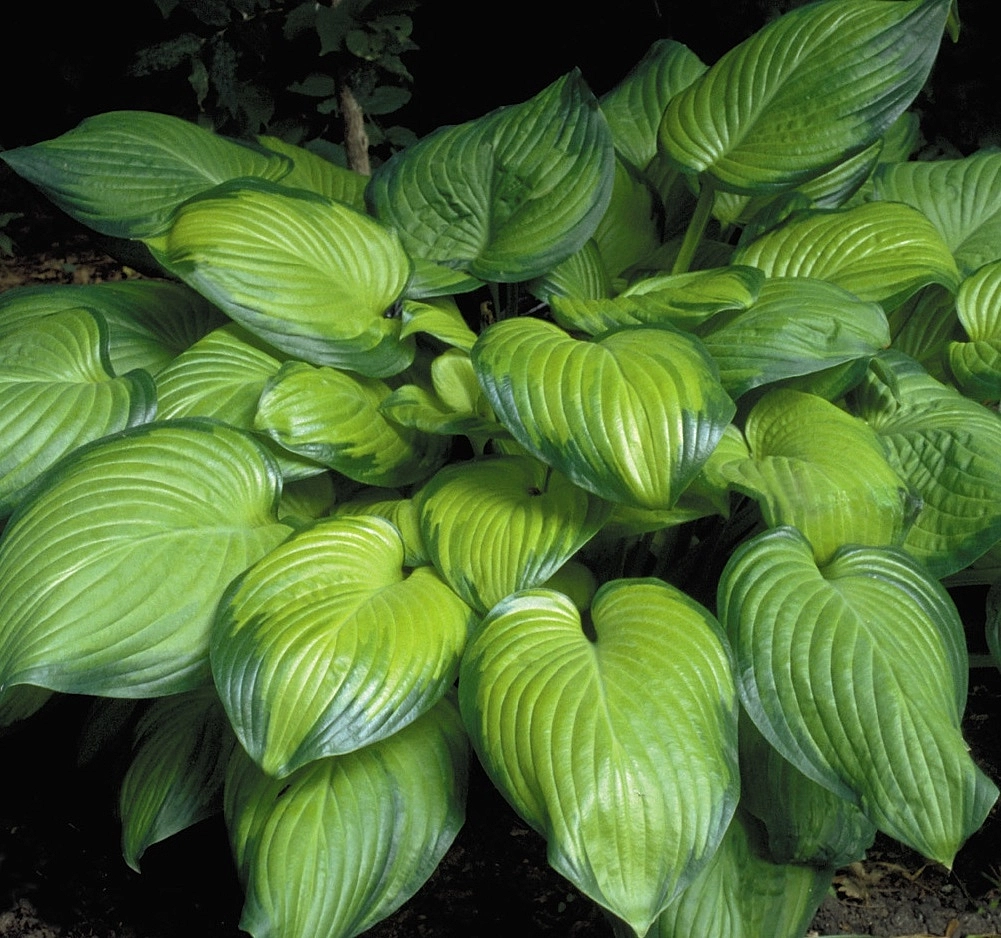 Хоста гибридная (вздутая, волнистая) 'Гуакамоле'