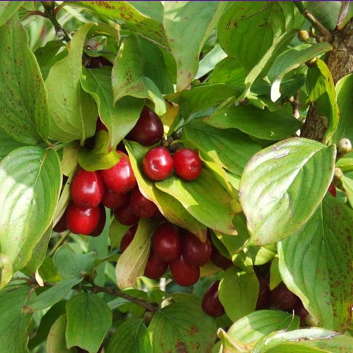 Дерен мужской