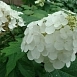 Гортензия дуболистная 'Сноу Квин'