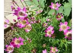 Анемона многонадрезная Анабелла Дип Роус