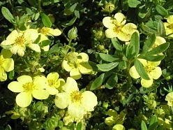 Лапчатка кустарниковая 'Маанелис'