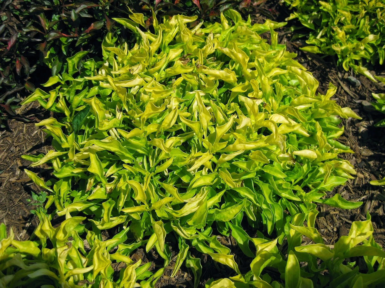 Альтернантера 'Бетзика грин йеллоу' 