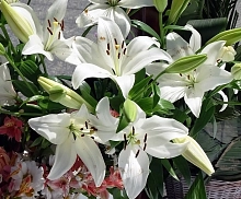 Лилия 'Кокосса' (белая)