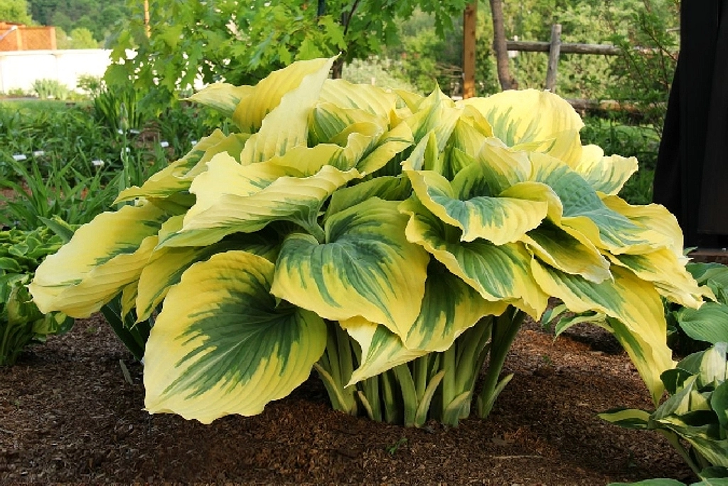 Хоста гибридная (вздутая, волнистая) 'Меджик'