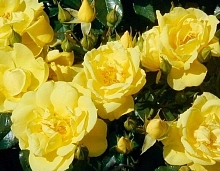 Роза 'Лоредо' (почвопокровная) (желтая)