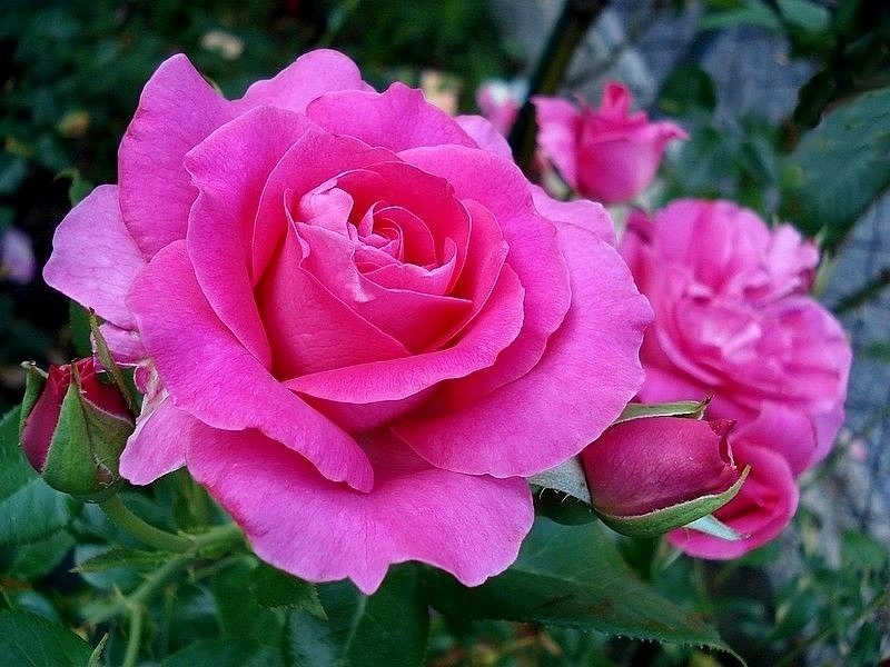 Роза 'Ману Мейян' (флорибунда) (малиновая)