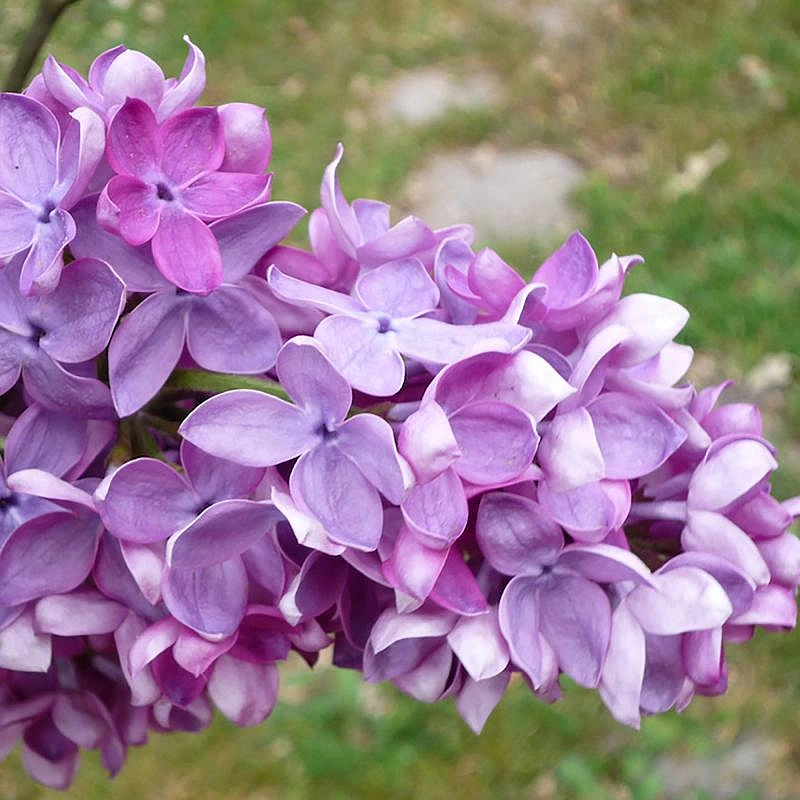 Сирень обыкновенная 'Стефан Маковецкий' (лавандово - лиловая)