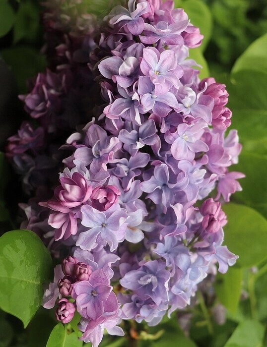 Сирень обыкновенная 'Маршал Конев' (розовато-лиловая)