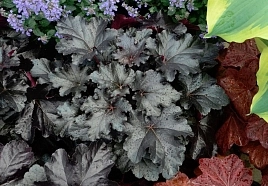 Смородина черная 'Черная жемчужина'