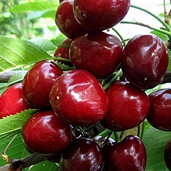 Черешня 'Бряночка'