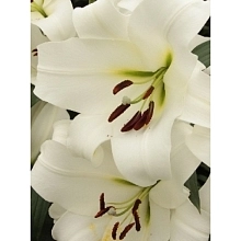 Лилия 'Форевер' (белая)