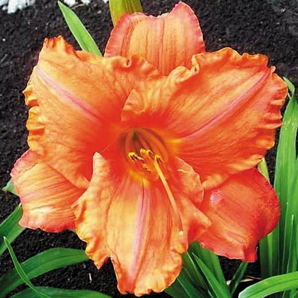 Лилейник гибридный 'Саут Сиз'