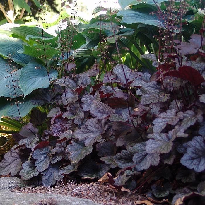 Гейхера гибридная 'Обсидиан'