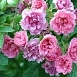 Роза 'Пинк Гротендорст' (парковая) (розовая)