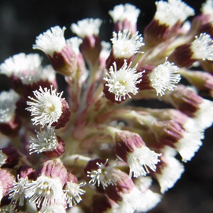 Белокопытник гибридный