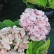 Гортензия крупнолистная 'Форевер энд Эвер'
