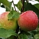Яблоня домашняя 'Мантет'