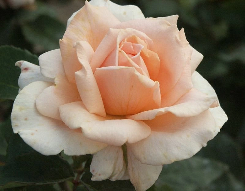 Роза 'Секл ов Лайф' ( шраб) ( оранжевая)