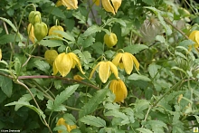 Клематис тангутский