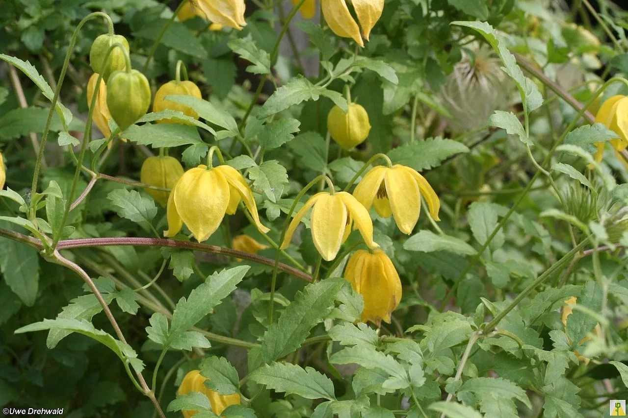 Клематис тангутский