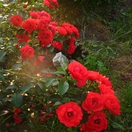 Сорренто (Sorrento)