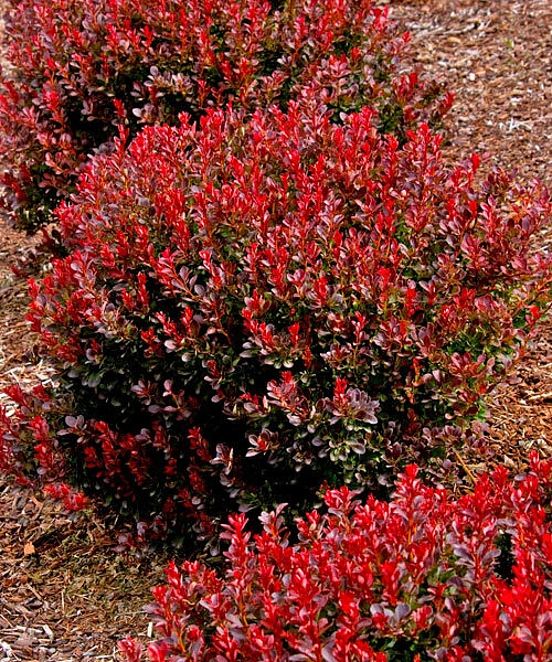 Барбарис Тунберга 'Ред Компакт'