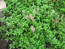 Тимьян ползучий 'Мэджик Карпет'