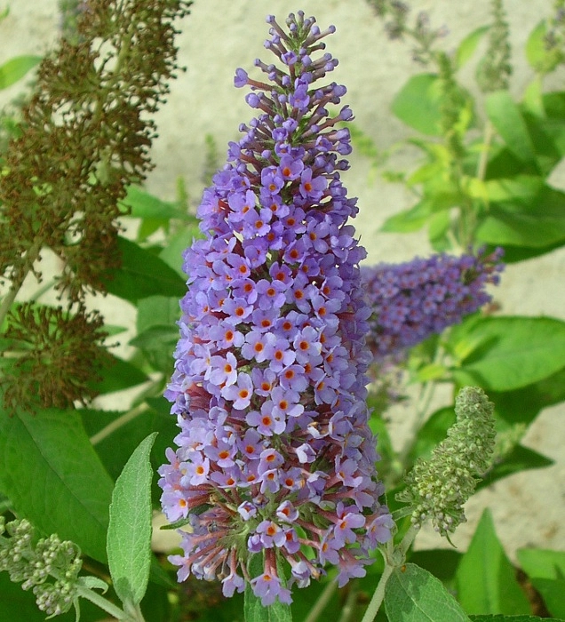 Буддлея Давида 'Лочинч'