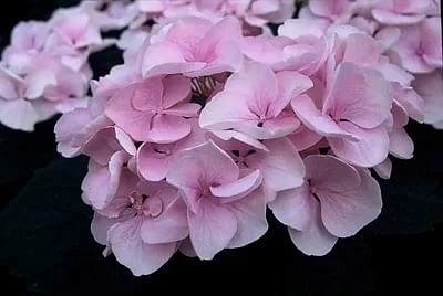 Гортензия крупнолистная 'Хобелла'