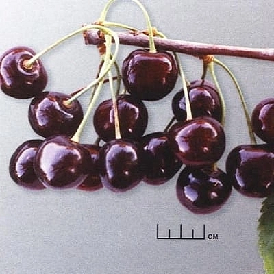 Черешня 'Речица'