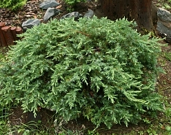 Можжевельник прибрежный 'Шлягер' Можжевельник прибрежный 'Шлягер'