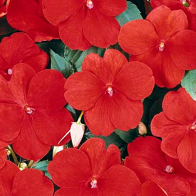 Бальзамин Уоллера 'Сингл Супер Элфин ХР Ред' (красный)