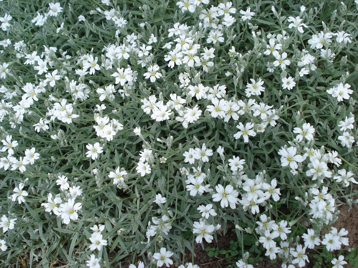 Ясколка Биберштейна