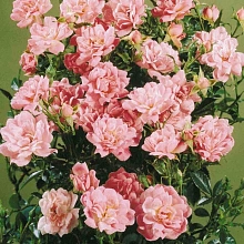 Роза 'Изи Кавер' (почвопокровная, миниатюрная) (розовая)