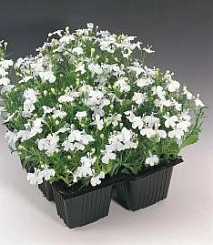 Лобелия эринус компактная 'Ривьера Уайт' (белая)