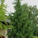 Кипарисовик нутканский 'Пендула'
