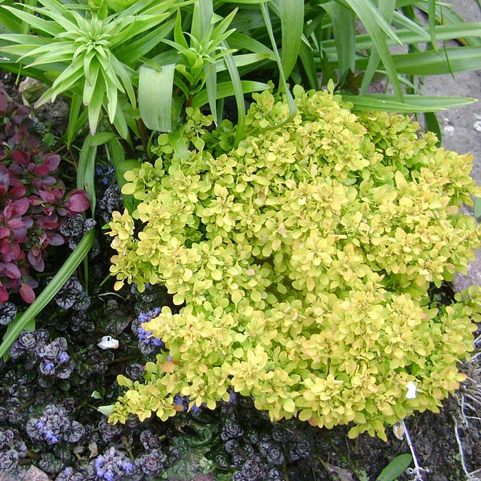 Барбарис Тунберга 'Тини Голд'