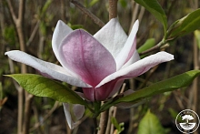 Магнолия 'Пикчер'