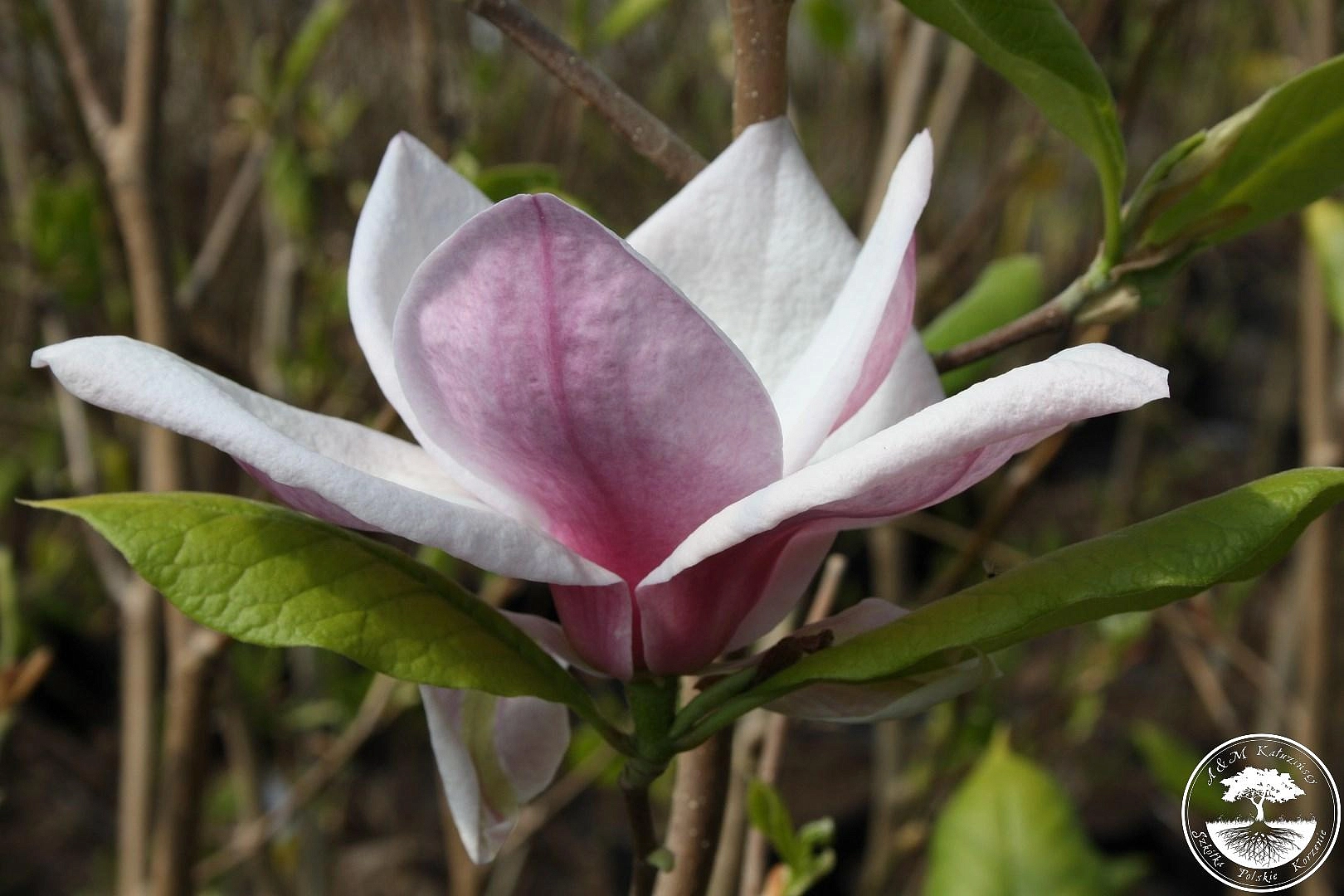 Магнолия 'Пикчер'