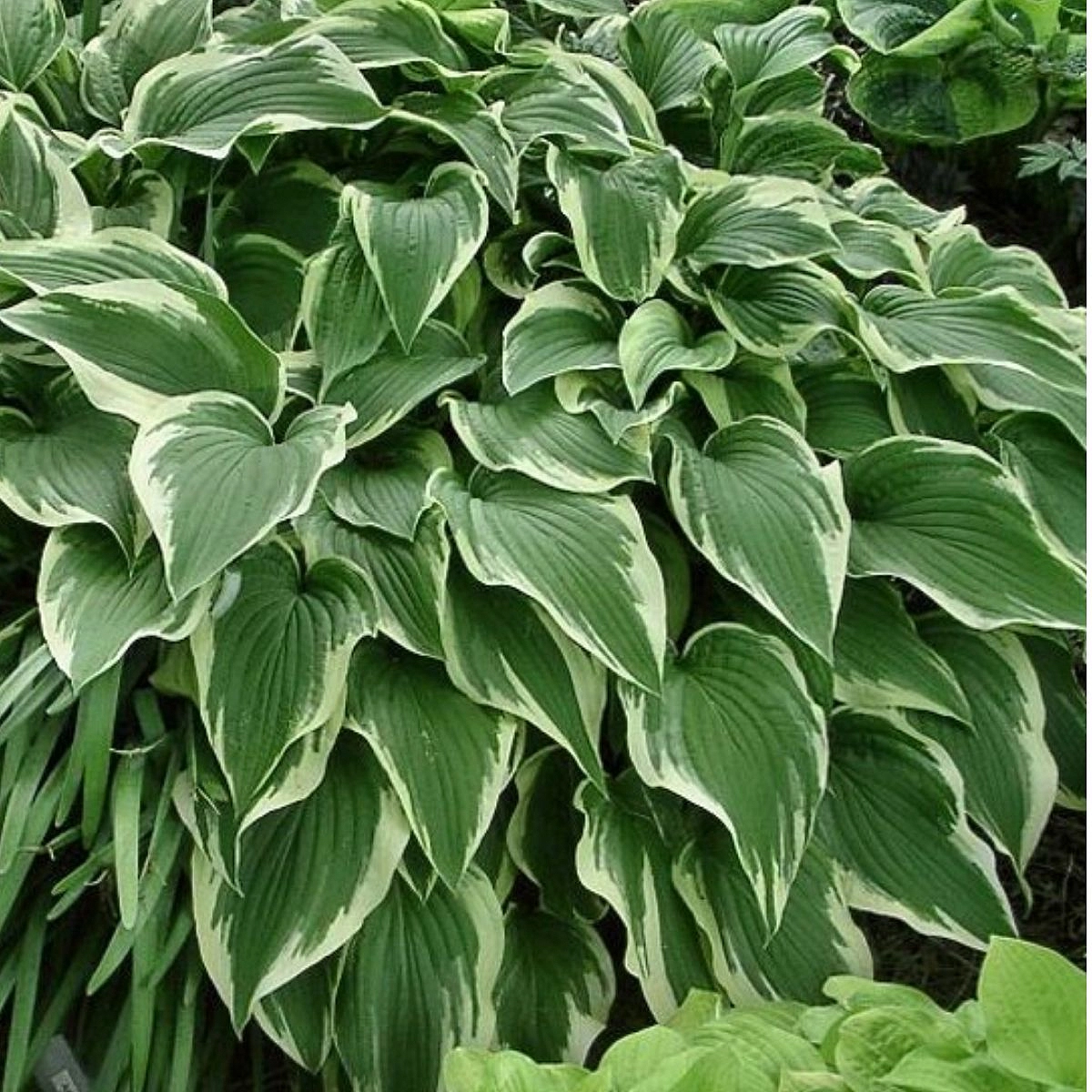 Хоста гибридная (вздутая, волнистая) 'Антиох'