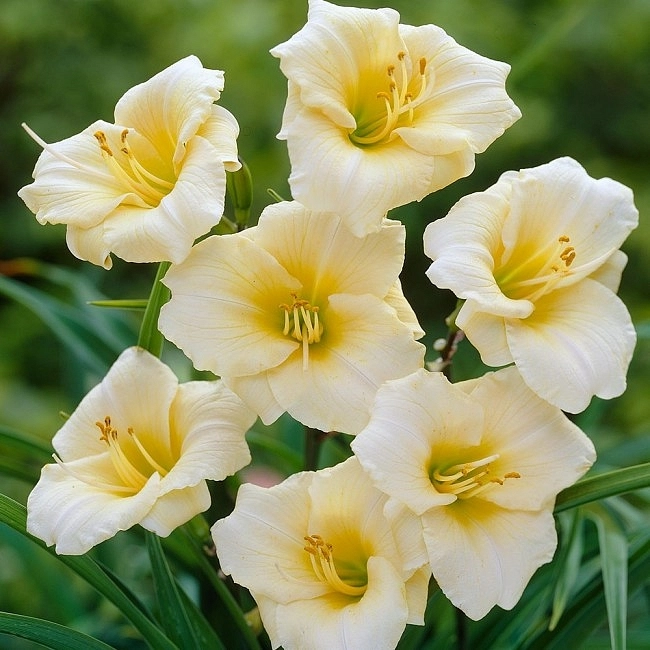 Лилейник гибридный 'Лонгфилдс Перл'