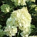 Гортензия метельчатая 'Ванилла Фрейз'