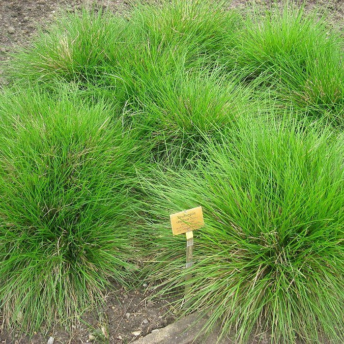 Луговик дернистый (щучка) Луговик дернистый (щучка)