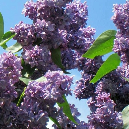 Сирень обыкновенная 'Виолетта' (фиолетово - розовая)